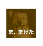 びっくり犬（個別スタンプ：8）