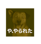 びっくり犬（個別スタンプ：9）