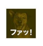 びっくり犬（個別スタンプ：10）