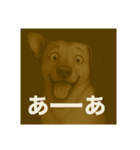 びっくり犬（個別スタンプ：11）