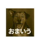 びっくり犬（個別スタンプ：12）