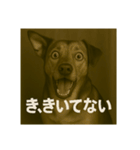 びっくり犬（個別スタンプ：14）