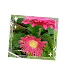 Myflawergarden19（個別スタンプ：3）