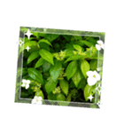 Myflawergarden19（個別スタンプ：4）