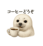 【癒し】リアルなワモンアザラシのカフェ（個別スタンプ：1）