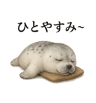 【癒し】リアルなワモンアザラシのカフェ（個別スタンプ：4）