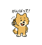 チワワとポメラニアンとチワワとポメチワ（個別スタンプ：7）