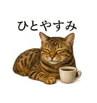 【癒し】リアルすぎるベンガル猫のカフェ（個別スタンプ：1）