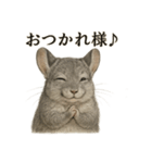 【癒し】リアルすぎるチンチラのカフェ（個別スタンプ：14）