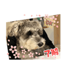 ショコラ 挨拶（個別スタンプ：4）