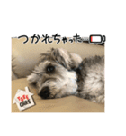 ショコラ 挨拶（個別スタンプ：5）
