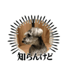ショコラ 挨拶（個別スタンプ：6）