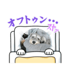 ショコラ 挨拶（個別スタンプ：8）