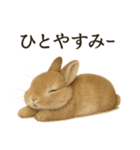 【癒し】リアルすぎるうさぎのほんわか（個別スタンプ：1）