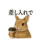 【癒し】リアルすぎるうさぎのほんわか（個別スタンプ：9）