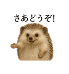 【癒し】リアルすぎるハリネズミのまったり（個別スタンプ：14）