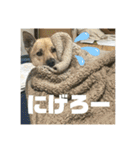 インコのちゃまとワンコの麦2（個別スタンプ：2）