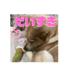 インコのちゃまとワンコの麦2（個別スタンプ：3）
