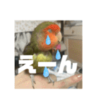 インコのちゃまとワンコの麦2（個別スタンプ：4）