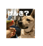 インコのちゃまとワンコの麦2（個別スタンプ：6）