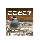 インコのちゃまとワンコの麦2（個別スタンプ：7）