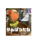 インコのちゃまとワンコの麦2（個別スタンプ：8）