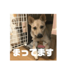 インコのちゃまとワンコの麦2（個別スタンプ：9）
