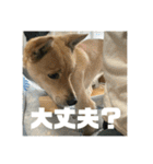 インコのちゃまとワンコの麦2（個別スタンプ：10）