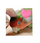 インコのちゃまとワンコの麦2（個別スタンプ：12）