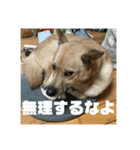 インコのちゃまとワンコの麦2（個別スタンプ：13）
