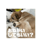 インコのちゃまとワンコの麦2（個別スタンプ：14）