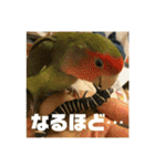 インコのちゃまとワンコの麦2（個別スタンプ：16）