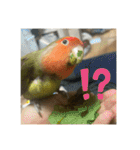 インコのちゃまとワンコの麦2（個別スタンプ：17）