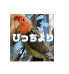 インコのちゃまとワンコの麦2（個別スタンプ：19）