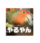 インコのちゃまとワンコの麦2（個別スタンプ：20）