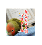 インコのちゃまとワンコの麦2（個別スタンプ：21）