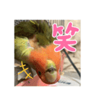 インコのちゃまとワンコの麦2（個別スタンプ：22）