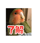 インコのちゃまとワンコの麦2（個別スタンプ：23）