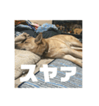 インコのちゃまとワンコの麦2（個別スタンプ：24）