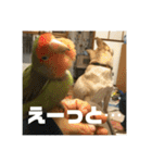 インコのちゃまとワンコの麦2（個別スタンプ：25）
