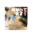 インコのちゃまとワンコの麦2（個別スタンプ：27）