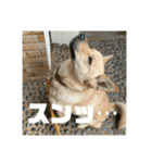 インコのちゃまとワンコの麦2（個別スタンプ：29）