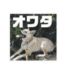 インコのちゃまとワンコの麦2（個別スタンプ：30）