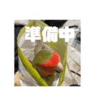 インコのちゃまとワンコの麦2（個別スタンプ：32）