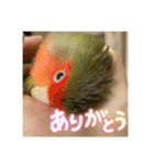 インコのちゃまとワンコの麦2（個別スタンプ：33）