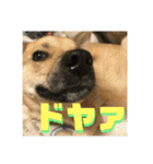 インコのちゃまとワンコの麦2（個別スタンプ：34）
