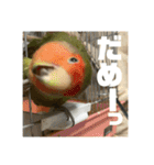 インコのちゃまとワンコの麦2（個別スタンプ：35）