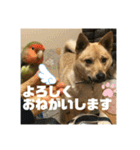インコのちゃまとワンコの麦2（個別スタンプ：36）