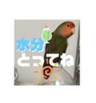 インコのちゃまとワンコの麦2（個別スタンプ：38）