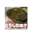インコのちゃまとワンコの麦2（個別スタンプ：39）